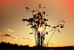 В тот день я собрал много целебных и ядовитых трав и возвращался через заброшенное поле, держа ориентир на кровавый нимб солнечного заката вдали за черным лесом. Мои глаза наблюдали за игрой последних проблесков света, и ноги, не чувствуя усталости, разрывали паутину сухих и пыльных трав — я шел домой.
Тихий звон колокольчика заставил меня остановиться. Я выгнул лопатки и встряхнул плечами, сбросив рюкзак наземь, и опустился на колени к маленькому мерцающему платью божественного цветка. Колокольчик замер, и даже, мне показалось, сначала в испуге отпрянул назад от меня, выгнул свой тонкий стебель, а затем, разглядев меня лучше, или, возможно, просто почувствовав, потянулся ко мне и рассмеялся нежным переливом серебряных звуков.
Я рассмеялся вслед за ним и повалился набок, свернувшись калачиком, а потом глубоко вздохнул, впуская в себя запахи. Я был рад и пыльце, и пылинкам, и миллиону божественных тварей, сколько только может вместить в себя человеческое тельце в первую минуту после рождения.
Потом я перевернулся на спину и стал смотреть на звезды. Ничего нового, как грустно и уныло во вселенной. Я закрыл глаза и постучал во врата своих сновидений. Из-за ворот послышался недовольное бурчание: «Прочь! Прочь! Рано еще! Прочь!» — Ладно. Мне некуда торопиться. Смех колокольчика