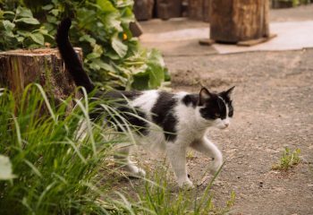 Во дворике на углу Бахарова и Социалки. Фото: Татьяна Удодова basin 20