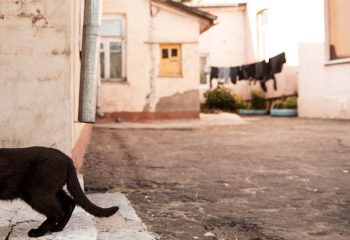 Бобруйские дворики
