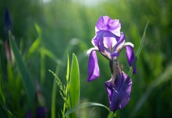 Анатолий Концуб и Татьяна Удодова. «Ирисы». Фрагмент 23 Анатолий Концуб и Татьяна Удодова. «Ирисы».