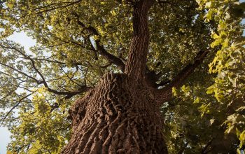 Адрес: Социалистическая, 134a. Фото: Татьяна Удодова oak