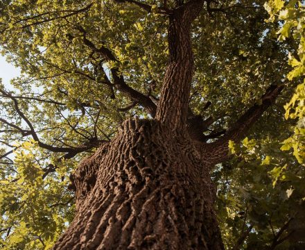 oak
