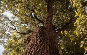 Адрес: Социалистическая, 134a. Фото: Татьяна Удодова oak